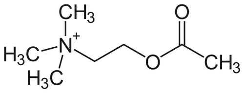 acetylcholin Acetylcholin - Bostenstoff für's Lernen und Erinnern