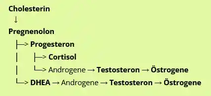 Hormonelle Balance - Cortisol vs Progesteron, DHEA, Testosteron, Östrogen