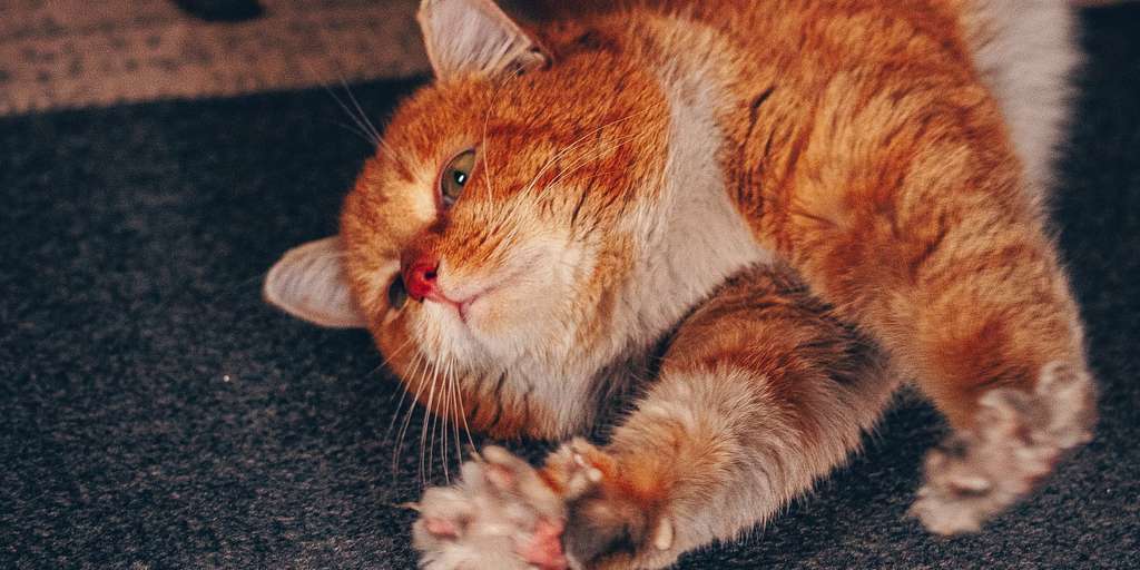 Geschmeidig wie eine Katze mit Personal Training