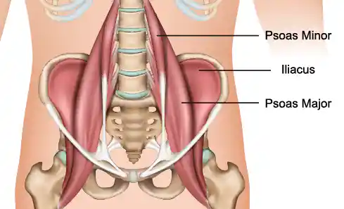 psoas Psoas und Iliacus - Wichtige Stabilisierer